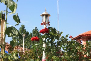 AlegriaRoseBush Alegria's Town Square