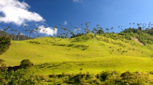 Tallest Palm Trees in the World Wax Palms of Valle de Cocora